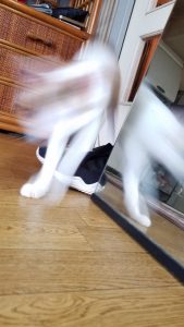 猫をお風呂に入れるのが苦行 暴れないで くずのはキャットフード